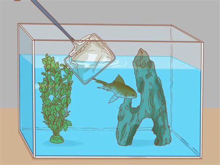 How to Sanitize a Fish Tank