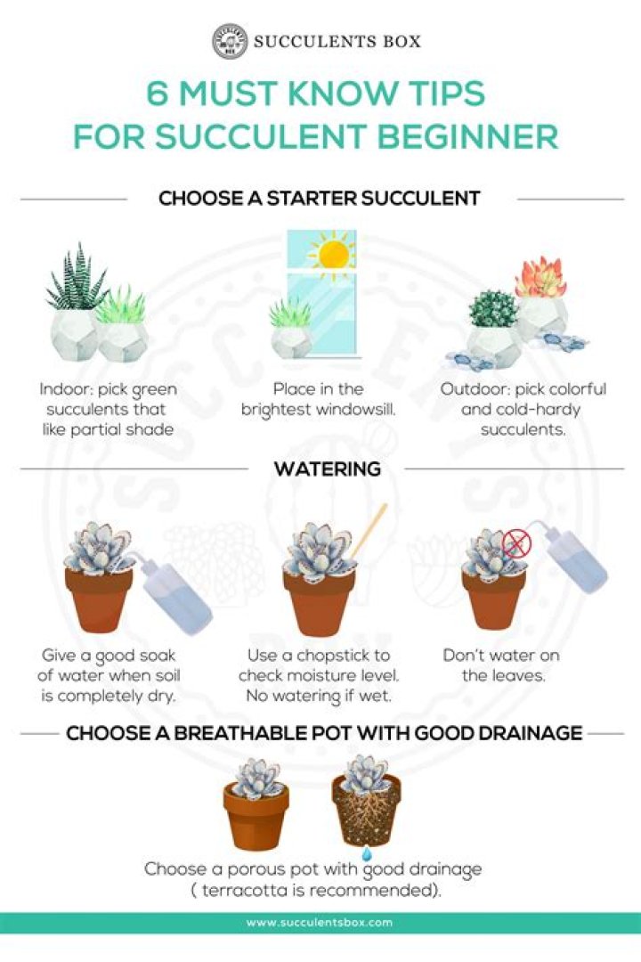 How to take care of succulents
