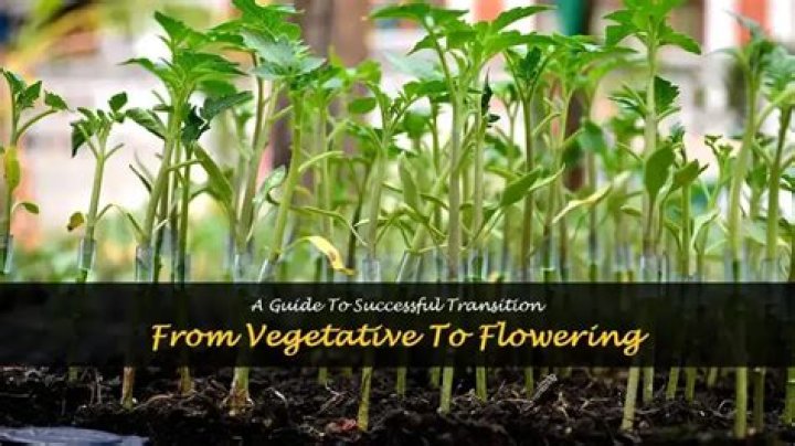 How To Transition From Vegetative To Flowering