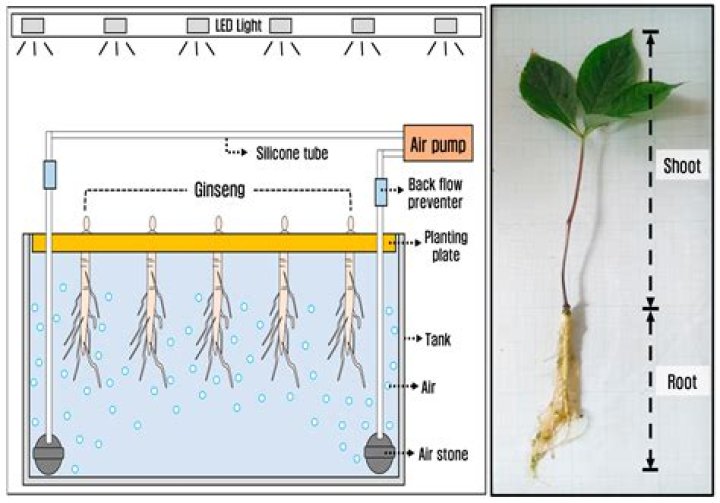 Hydroponic Ginseng - How To Discuss