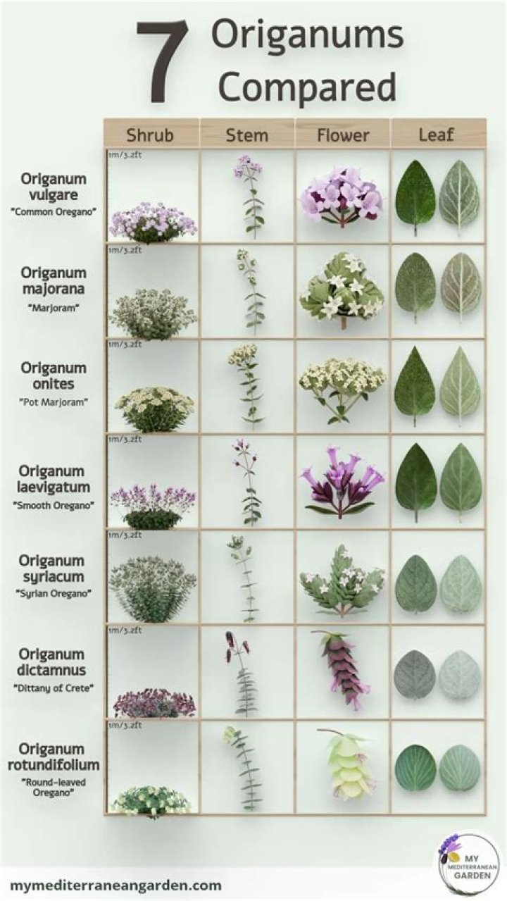 In what forms is oregano most commonly used
