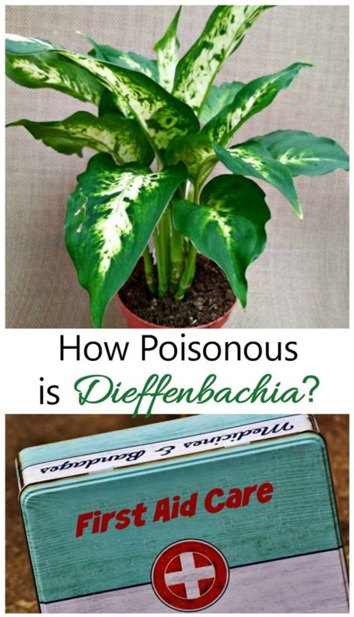 Is a dieffenbachia plant poisonous to cats