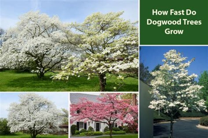 Is a dogwood tree fast growing