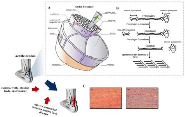 Is a tendon flexible
