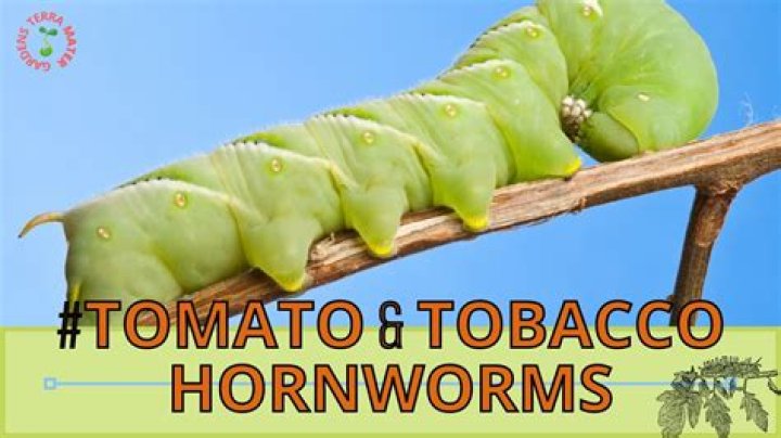 Is a tobacco hornworm poisonous