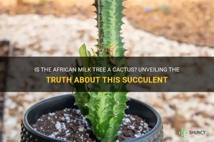Is African milk tree a cactus
