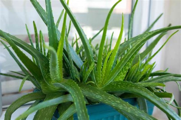 Is Aloe healthy to eat