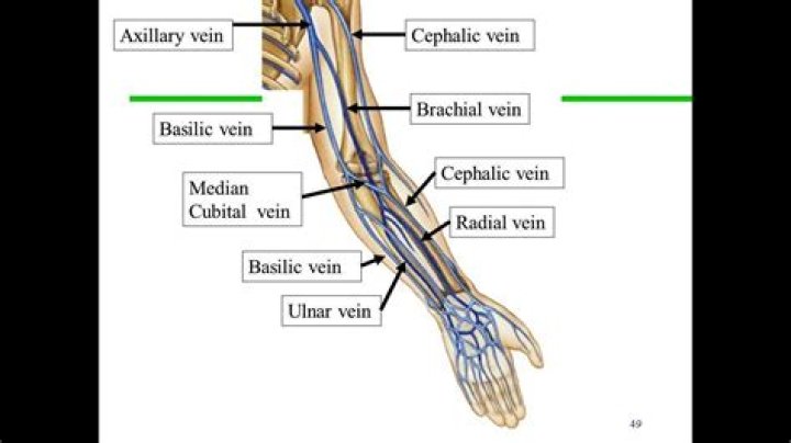 Is Basilic vein deep or superficial