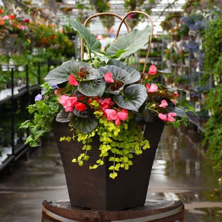 Is Begonia a seedless plant