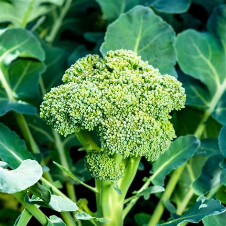 Is broccoli and kai lan from the same plant