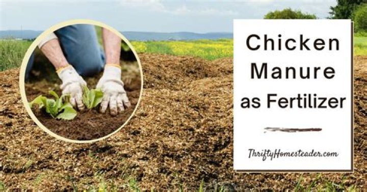 Is chicken manure good for your garden
