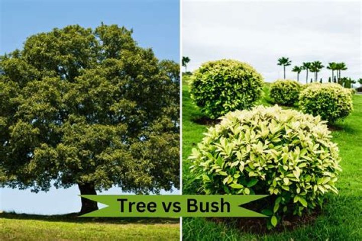 Is cotton a tree or a bush