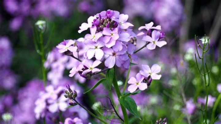 Is Dames Rocket a perennial