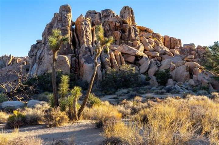 Is December a good time to visit Joshua Tree National Park
