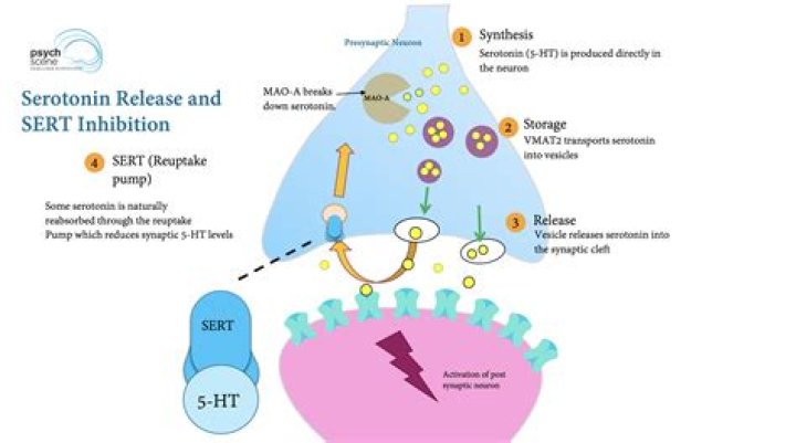 Is Duloxetine a SSRI