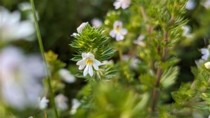Is Eyebright good for sinuses
