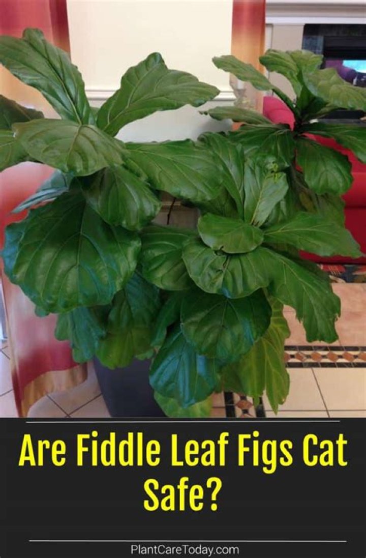 Is fiddle leaf fig safe for cats