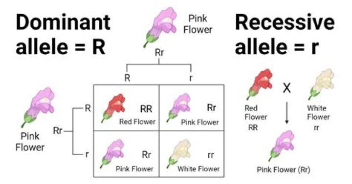 Is folding your tongue dominant or recessive