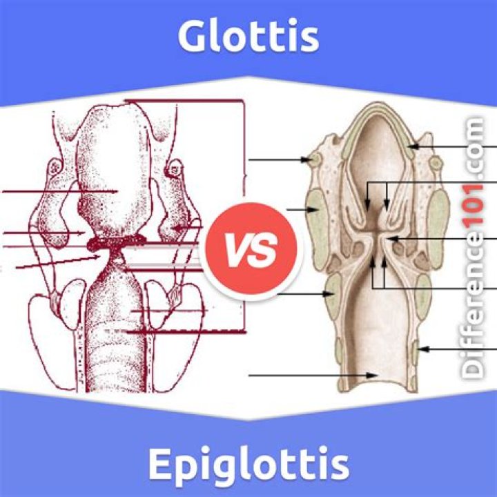 Is glottis and epiglottis the same