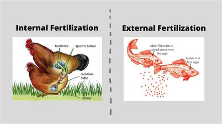 Is Grasshopper fertilization internal or external