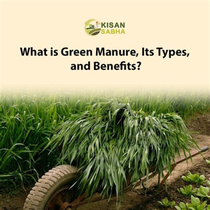 Is green manure any good