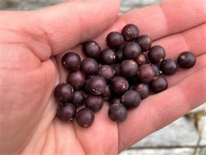 Is Hackberry rot resistant