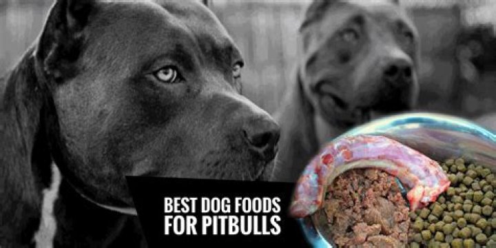 Is Iams Good Dog Food For Pitbulls