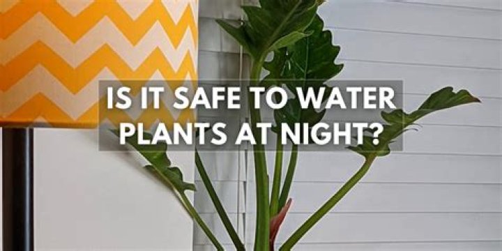 Is it bad to water house plants at night
