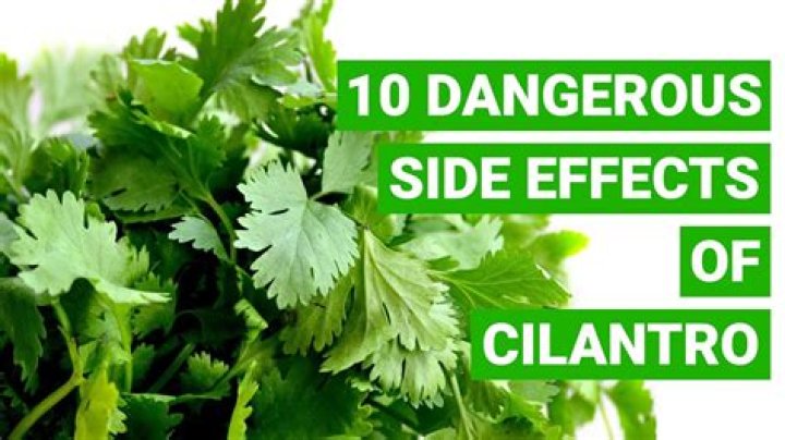 Is it good to eat cilantro