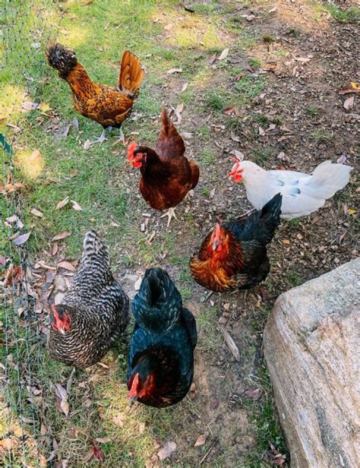 Is it legal to have chickens in your backyard in California