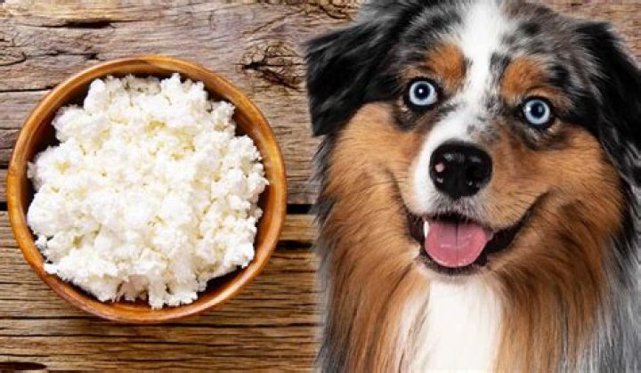 Is It Ok To Feed Cottage Cheese To Dogs