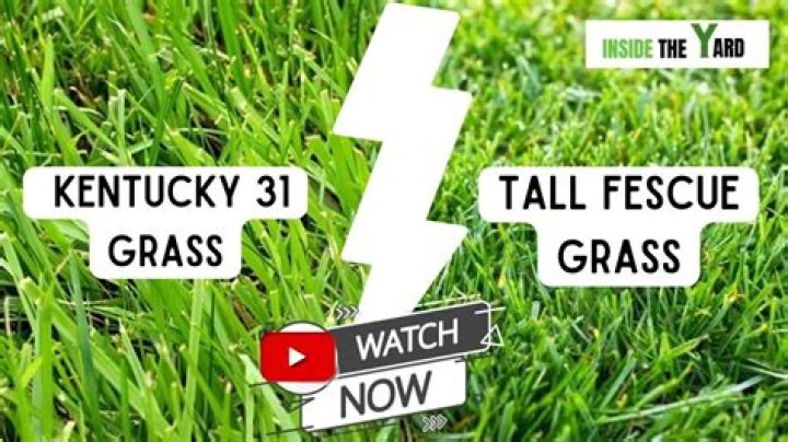 Is Kentucky 31 tall fescue good for lawns