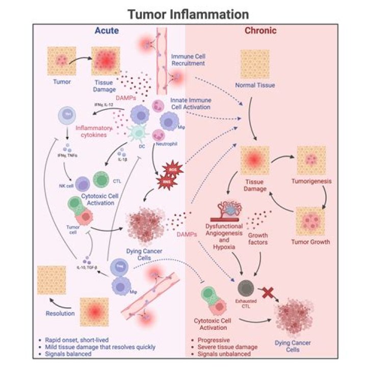 Is Mono acute or chronic
