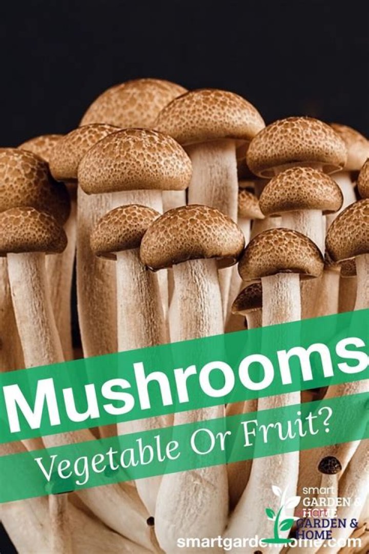 Is Mushroom a Vegetable? - How To Discuss