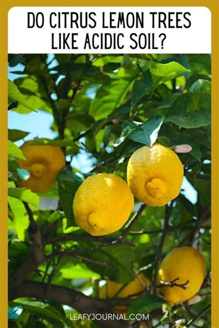 Is mushroom compost good for citrus trees