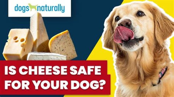 Is Nacho Cheese Safe For Dogs