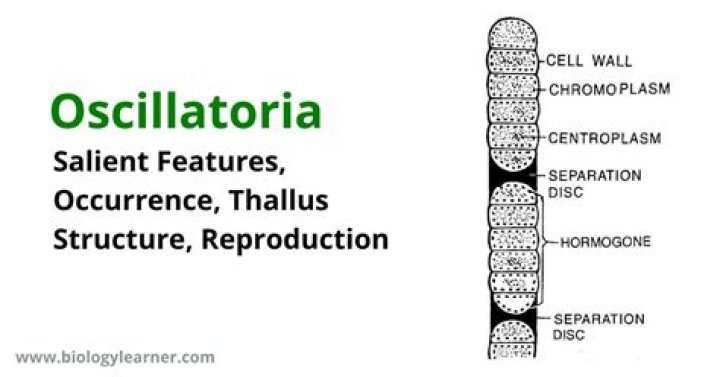 Is oscillatoria a prokaryote