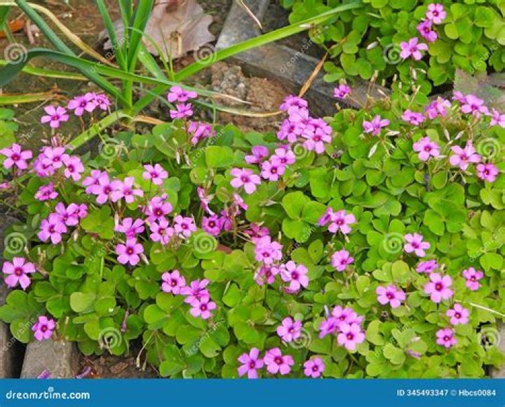 Is oxalis perennial or annual
