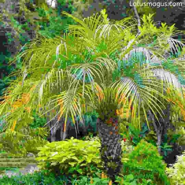 Is pygmy date palm safe for cats