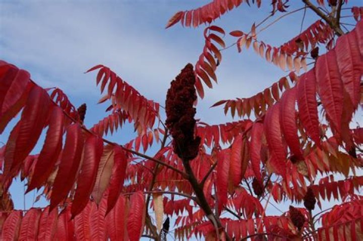 Is Rhus Typhina invasive