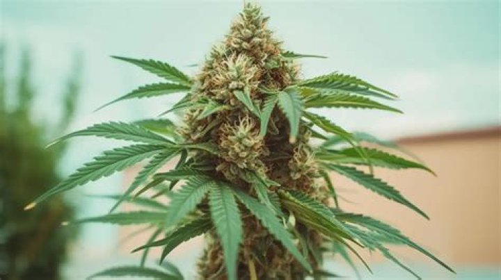 Is Sage a herb or spice