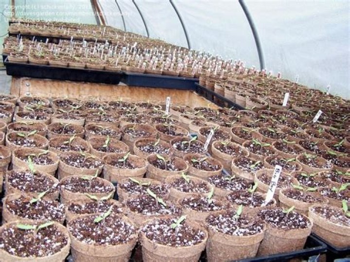 Is sawdust good for a vegetable garden