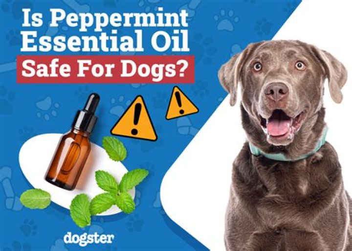 Is Serenity Oil Safe For Dogs