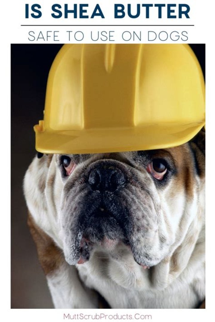Is Shea Butter toxic to dogs