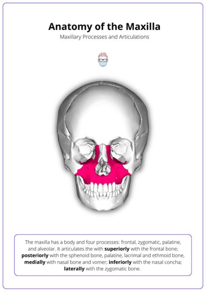 Is the maxillary sinus a bone