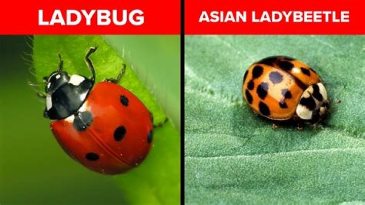 Is there a beetle that looks like a ladybug