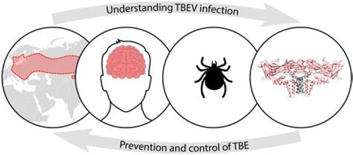 Is tick borne encephalitis the same as Lyme disease