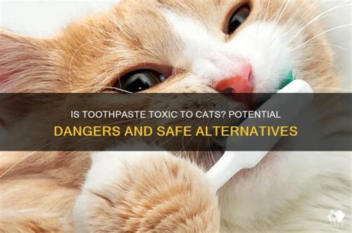 Is toothpaste toxic to cats
