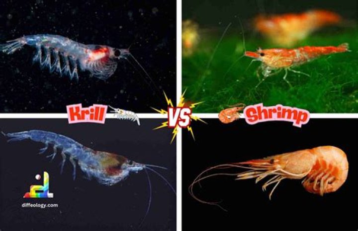 Krill Vs Shrimp - How To Discuss