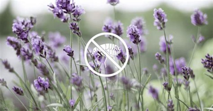 Lavender And Fleas - How To Discuss